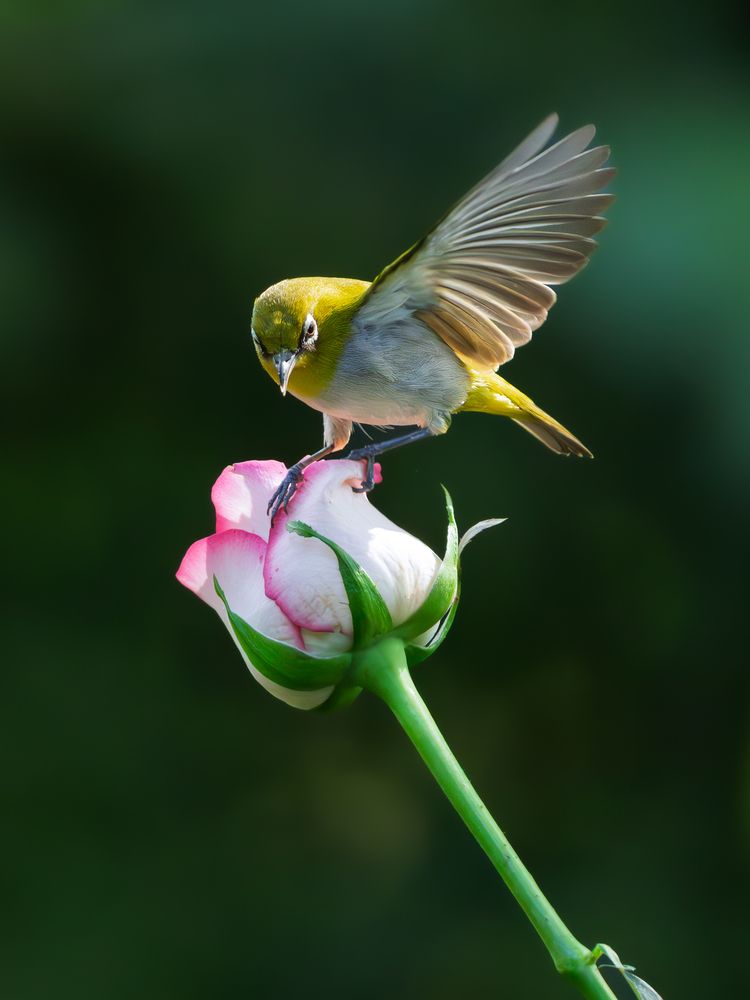 Photograph by Vipin P C