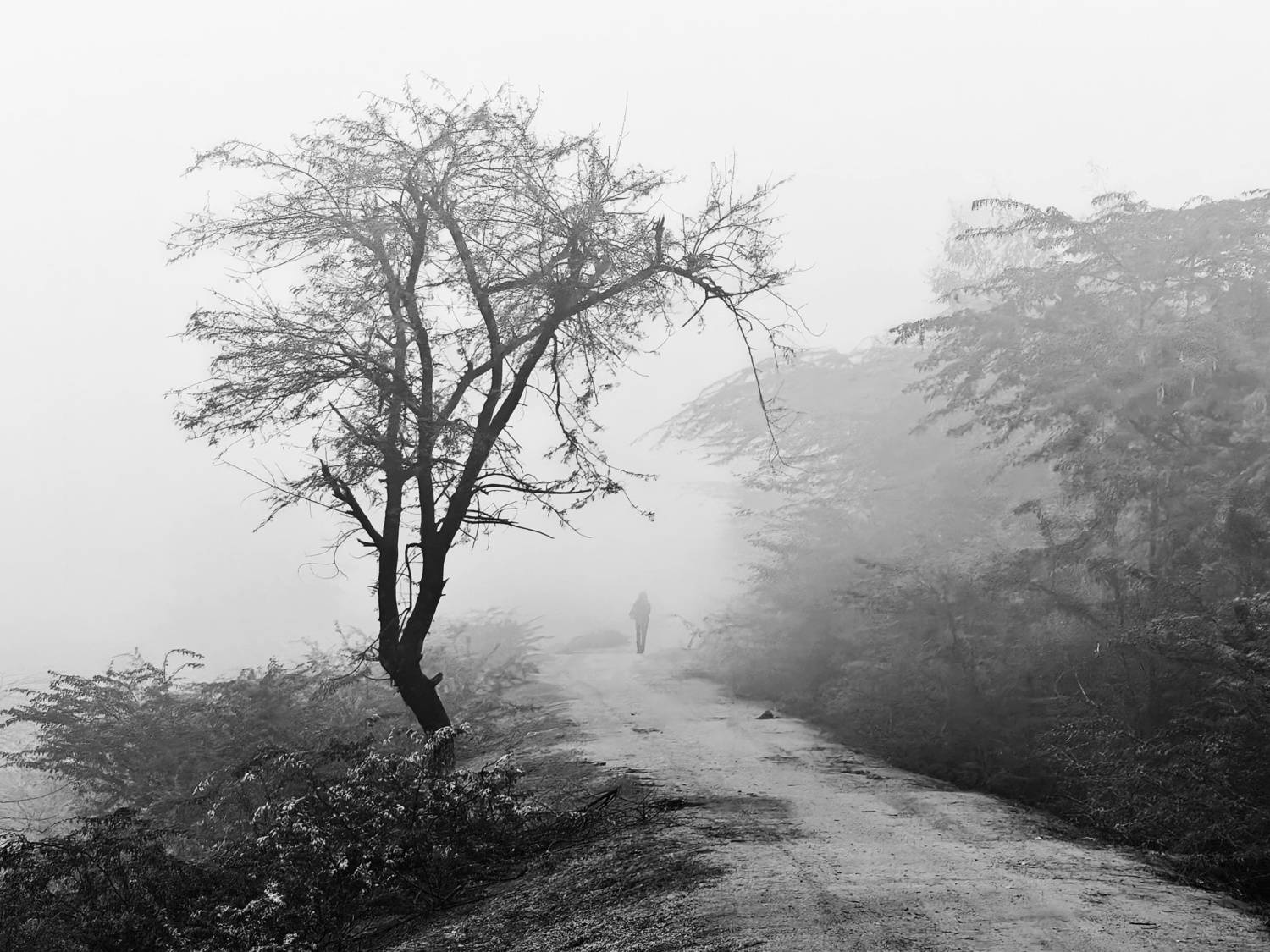 Into the Fog Into the Fog