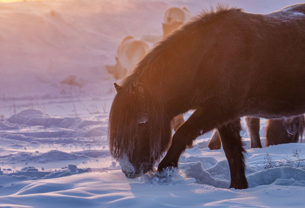Якутская лошадка в -50°