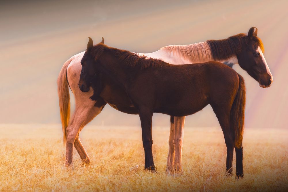 Фотография автора Subhajit Basak