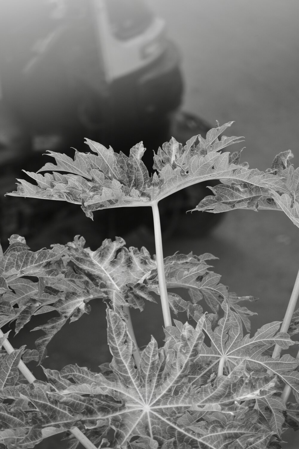 Photo #13072457