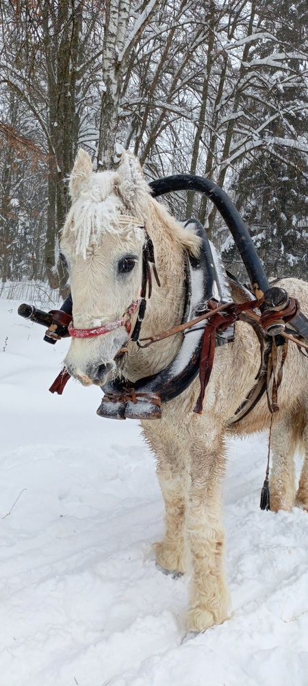 Photo #13072592