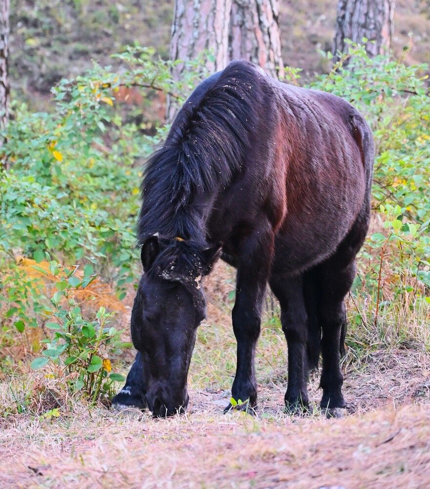 Quiet Strength of the Forest