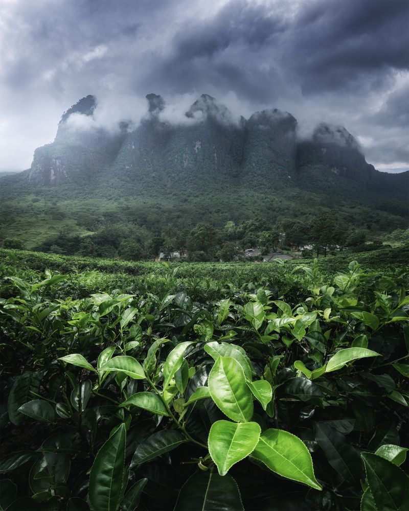 Tea plantations of Sri Lanka