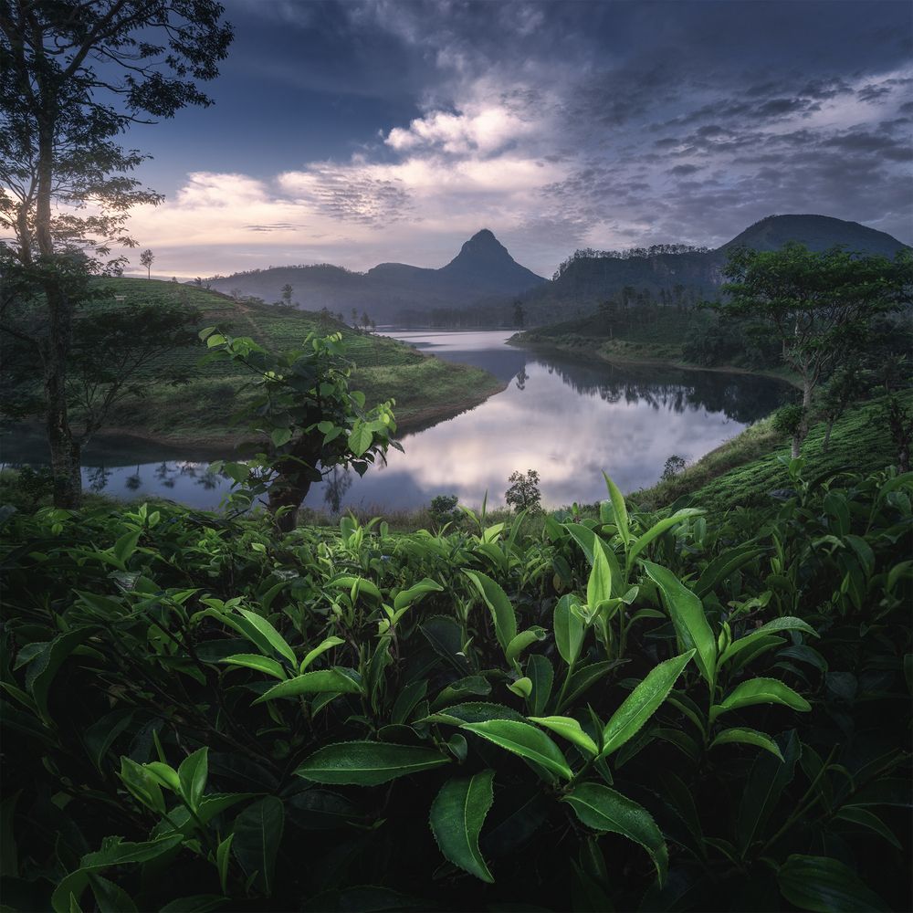 A morning in Sri Lanka