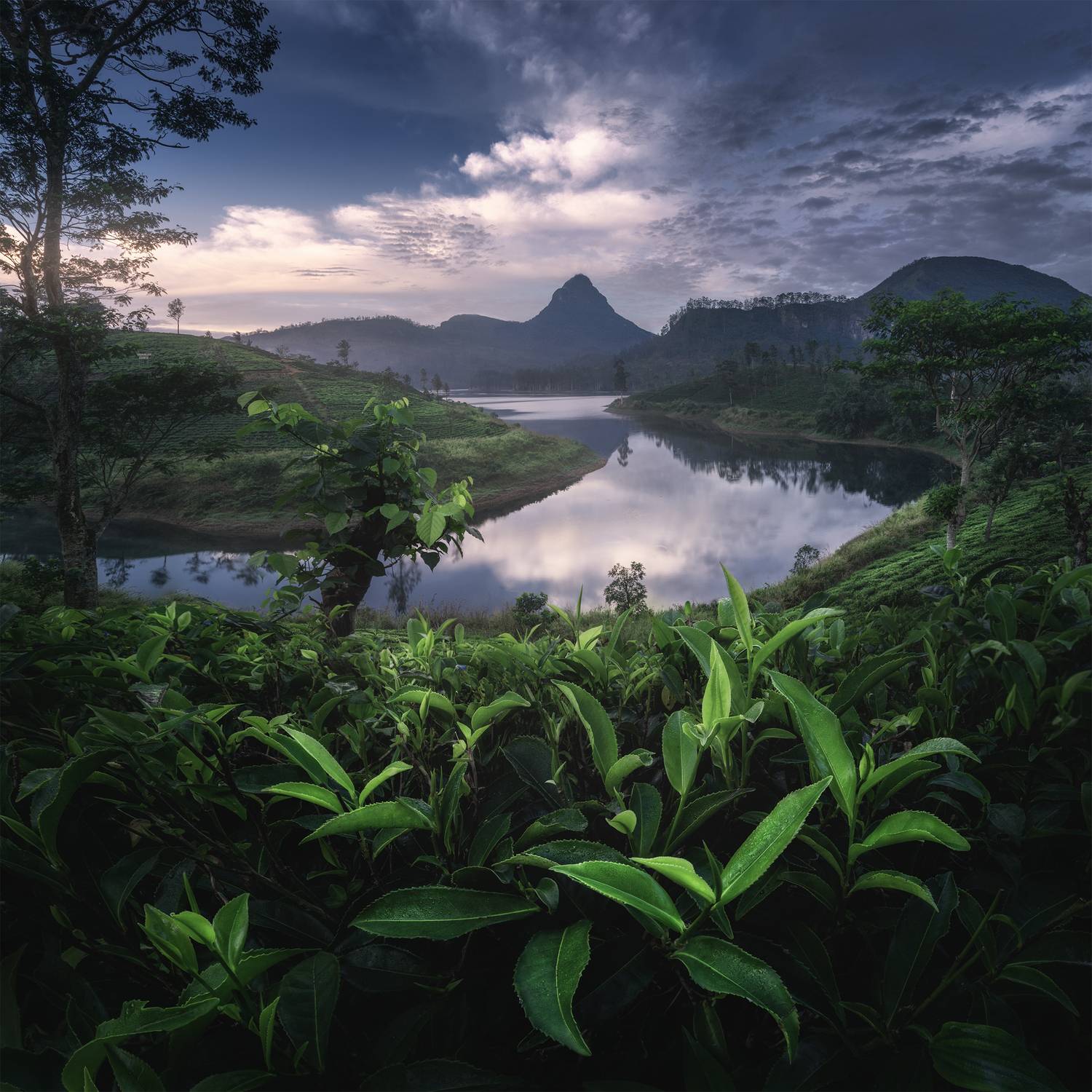 A morning in Sri Lanka