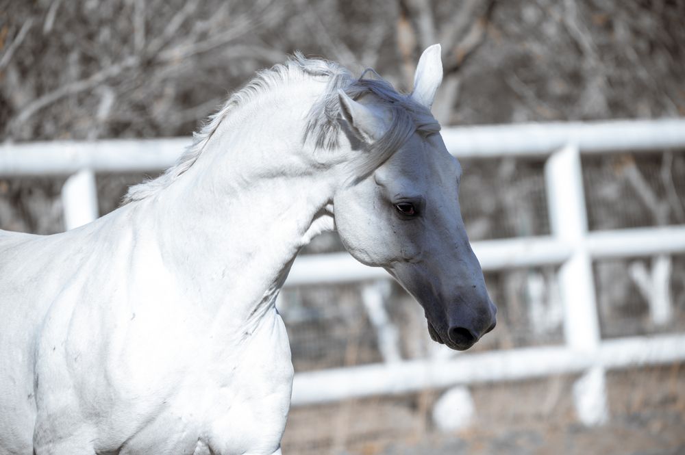 Photo #13073046