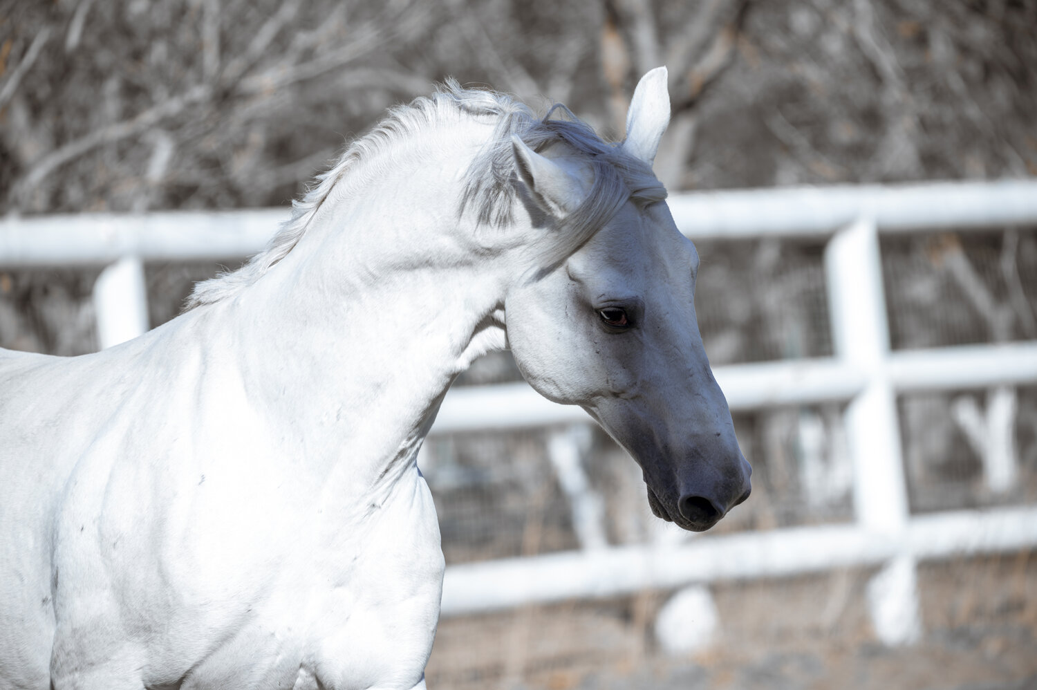 Photo #13073046