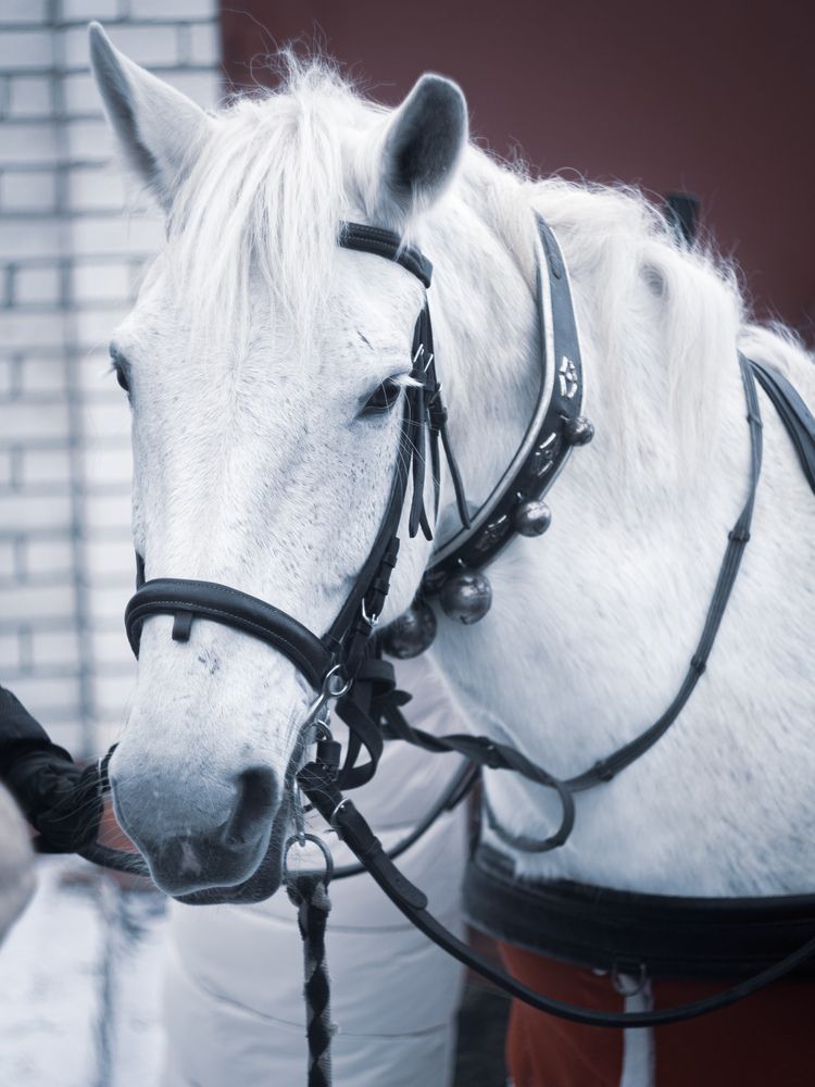 Фотография автора Юлия Черкасова