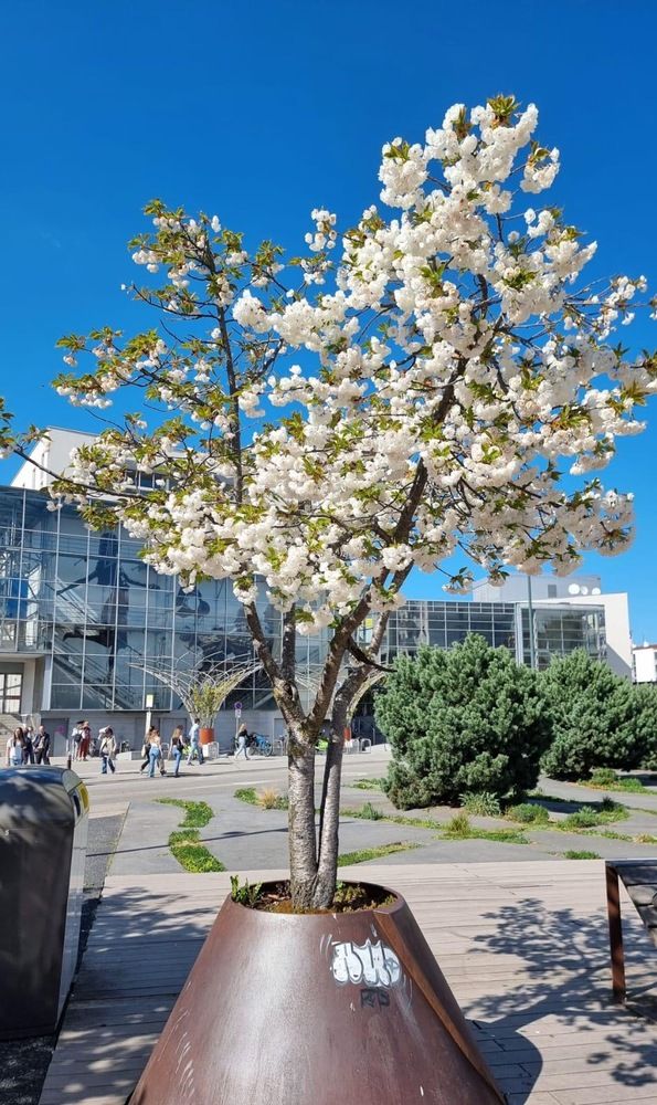 Фотография автора Ala Shalukhanskaya