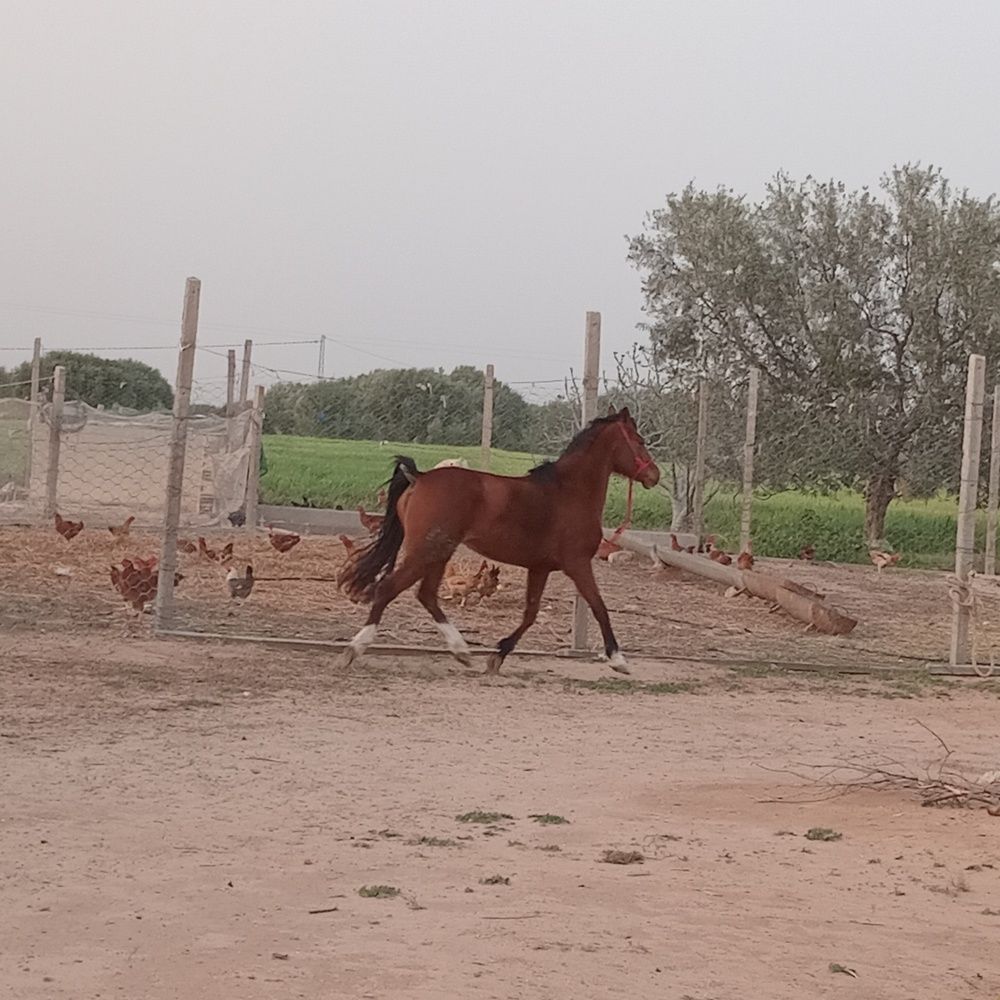 Photograph by othmen falhi