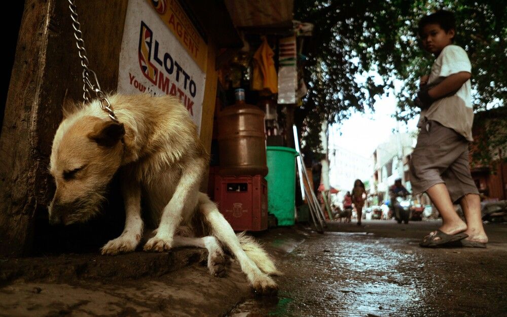 Фотография автора Cedrick Andrei Matias