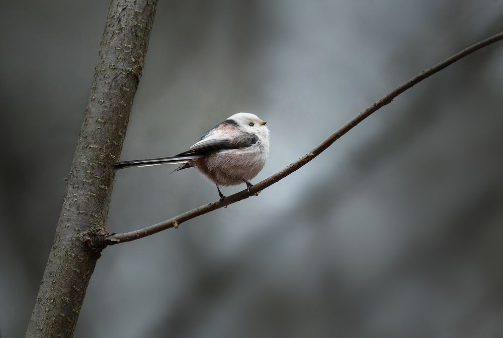 Photograph by Ширяев Константин