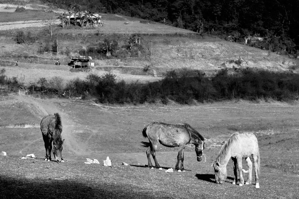 Photograph by Michael Le