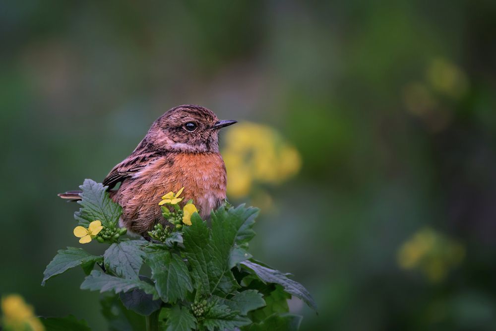 Photograph by Марина Ческис