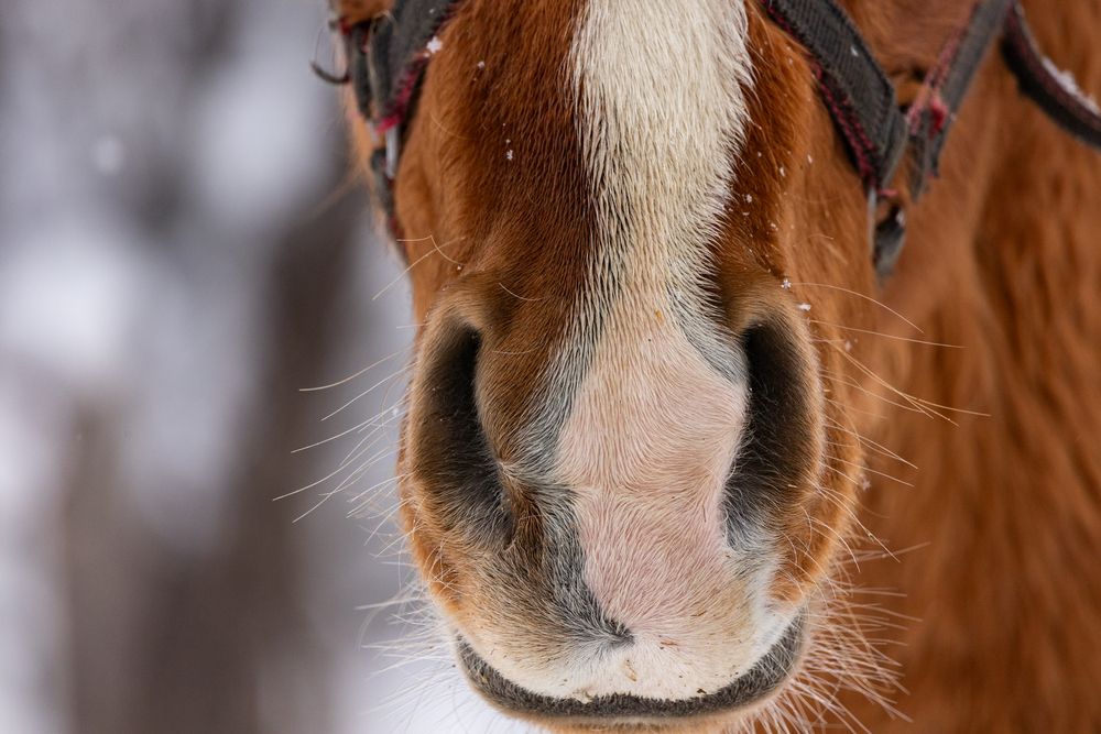 Фотография автора Ruslan Menzulin