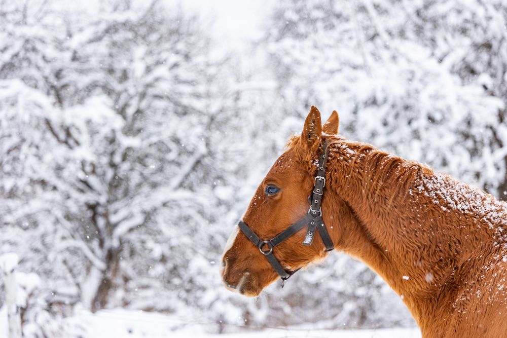 Фотография автора Ruslan Menzulin
