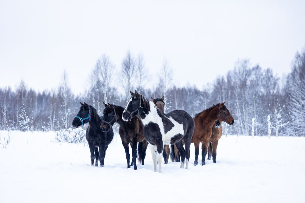 Фотография автора Ruslan Menzulin