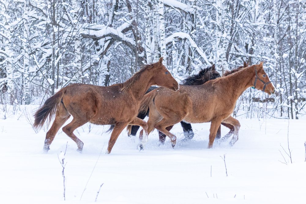 Фотография автора Ruslan Menzulin