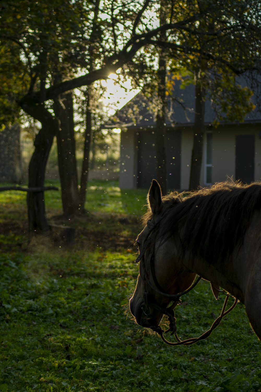 Photo #13073746