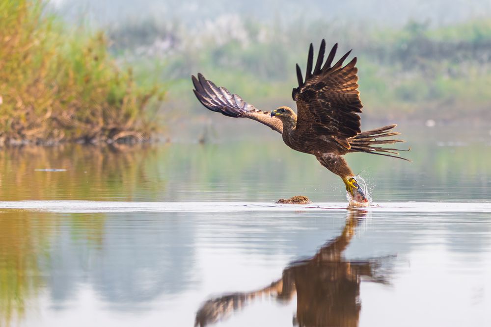 Black Kite with Fish catch