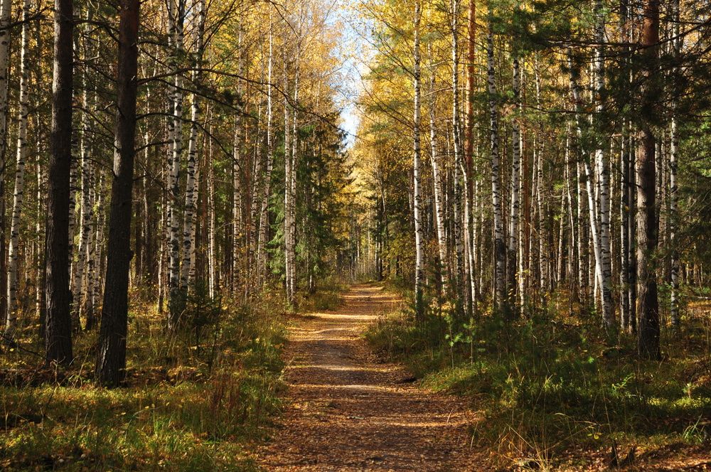 Дорога в осеннем парке