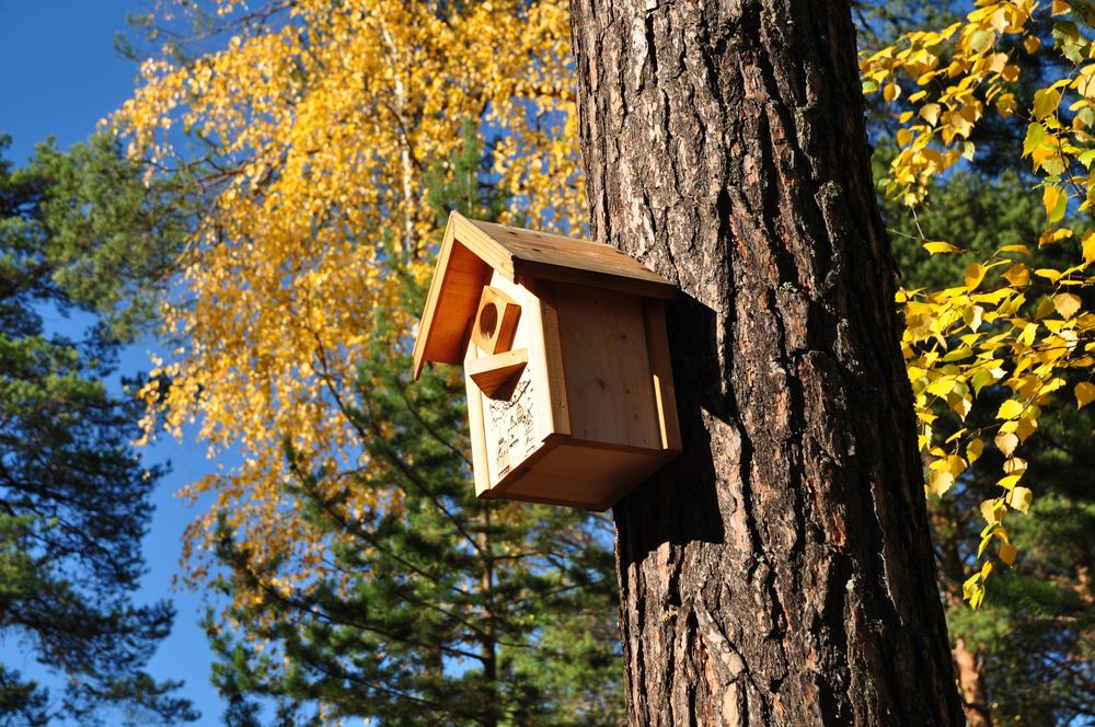 Скворечник в парке