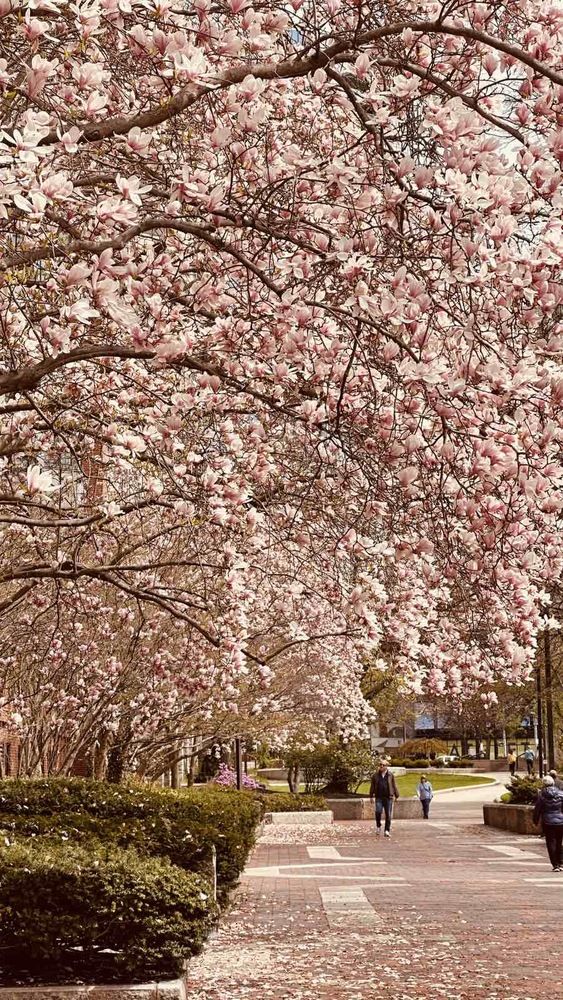 Фотография автора Olga Andriuc