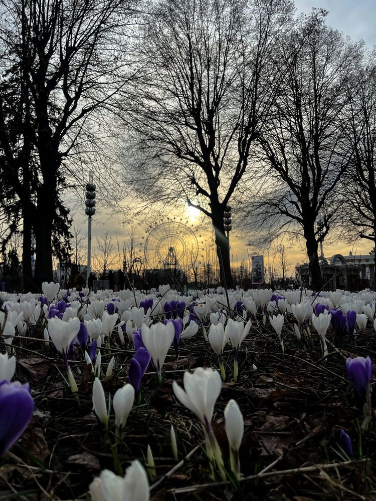 Фотография автора Елизавета Станкевич