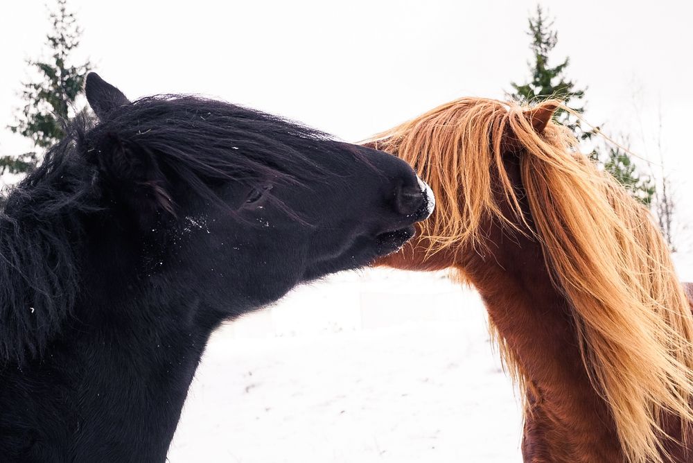 Фотография автора Pierre Pauwels