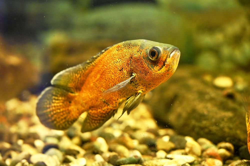 Photo #13074247