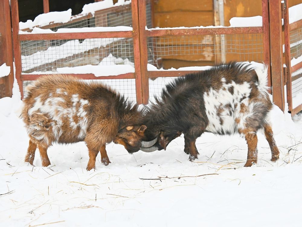 Photo #13074251