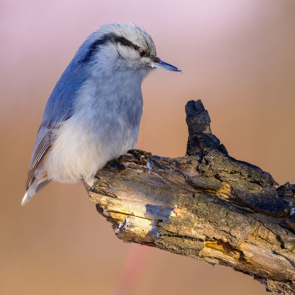 Photograph by Константин Белоногов