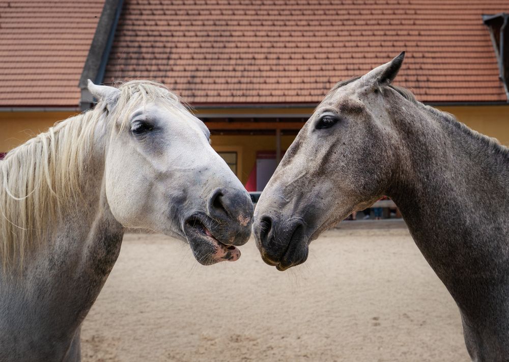 Фотография автора Алена Устинович