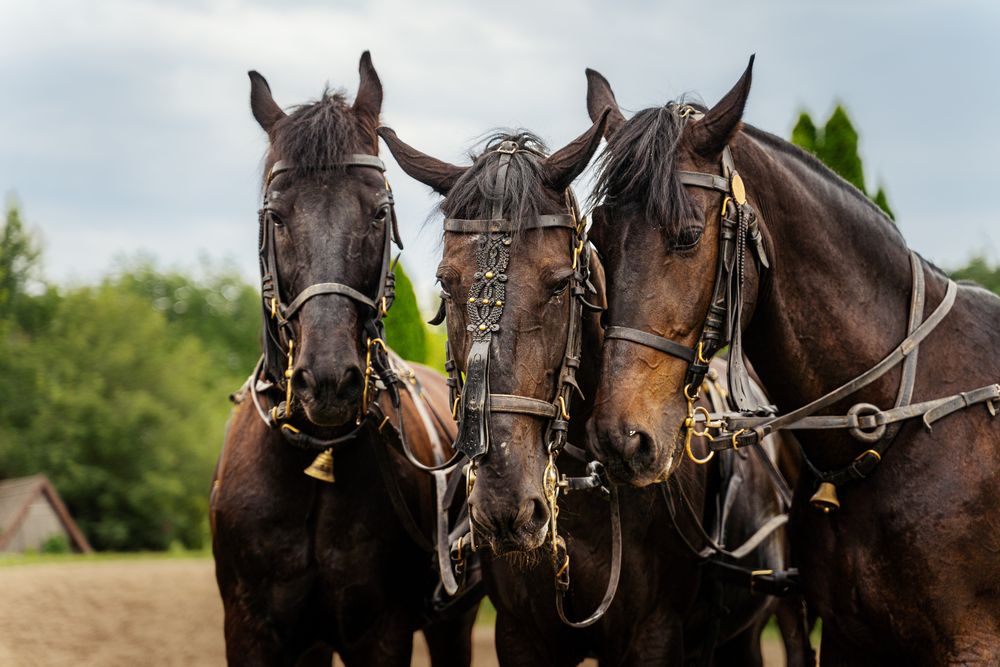 Фотография автора Алена Устинович