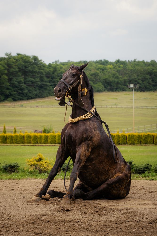Фотография автора Алена Устинович