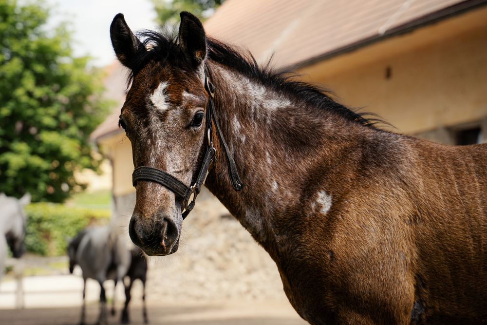 Фотография автора Алена Устинович