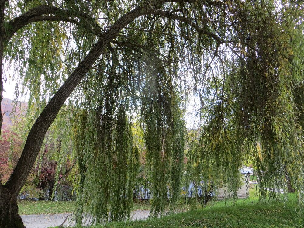 Photograph by Галина