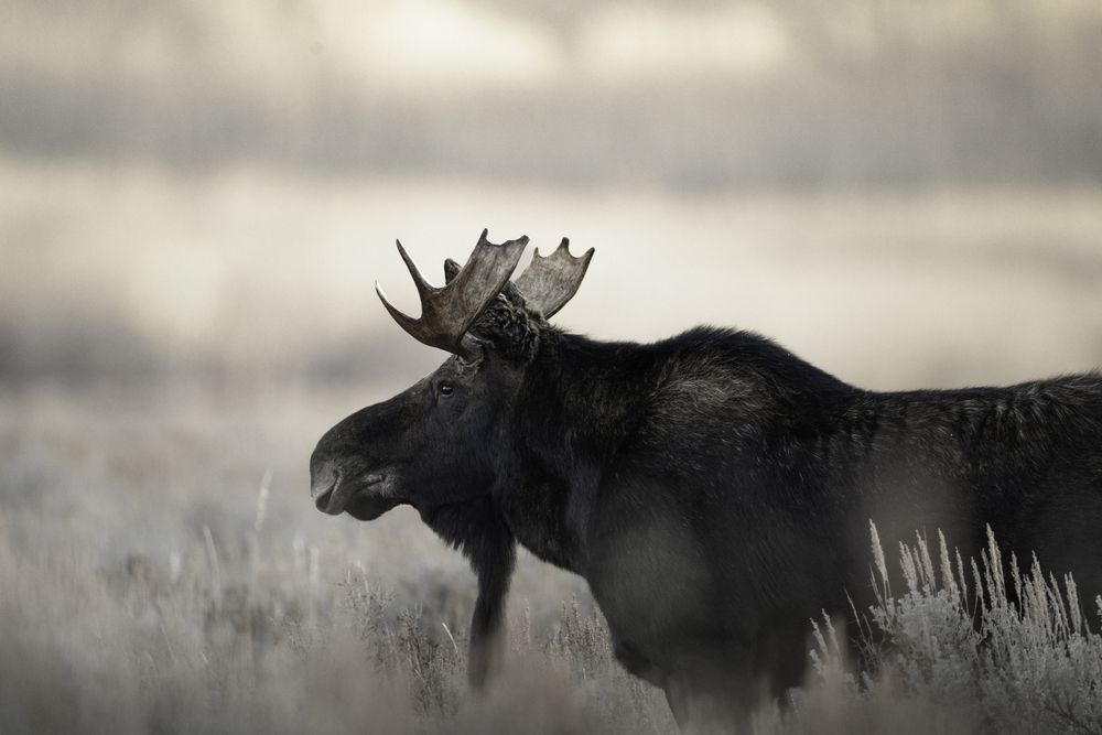 Photograph by Dave Miller