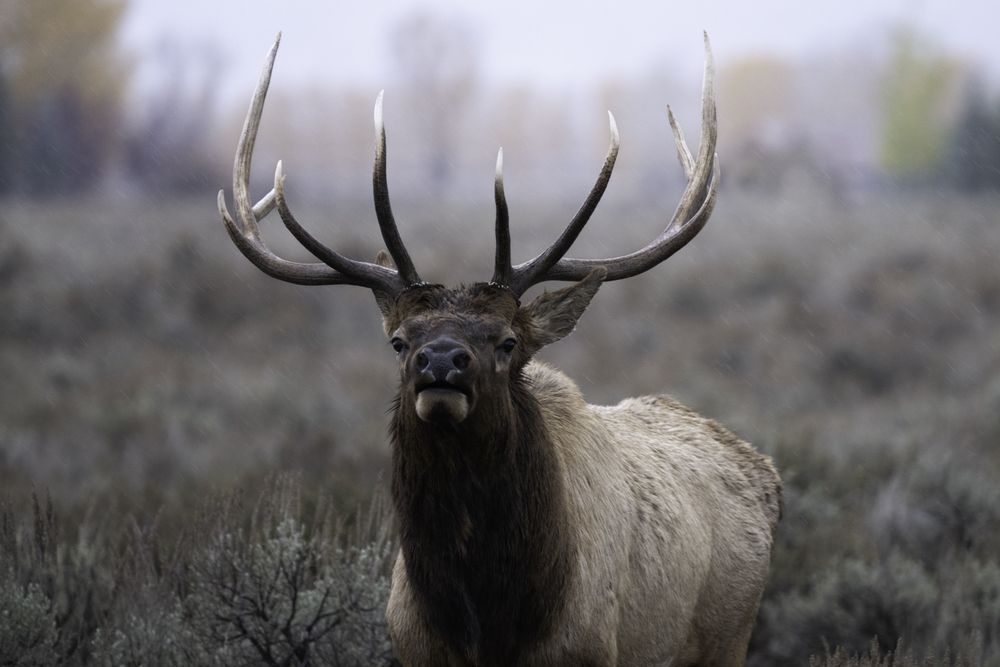 Photograph by Dave Miller