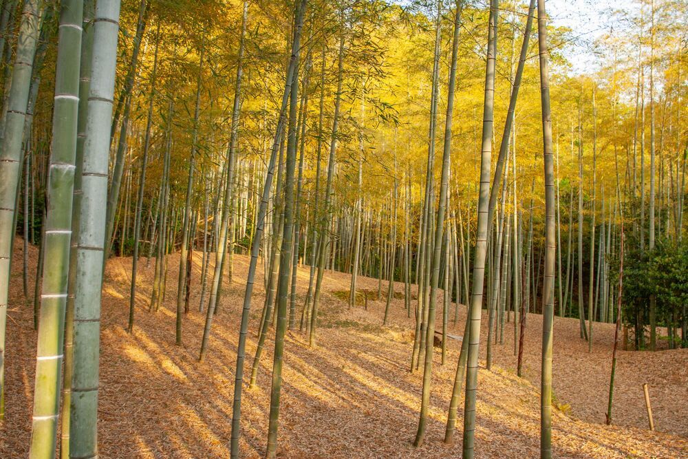 Photograph by Konstantin Cherniaev