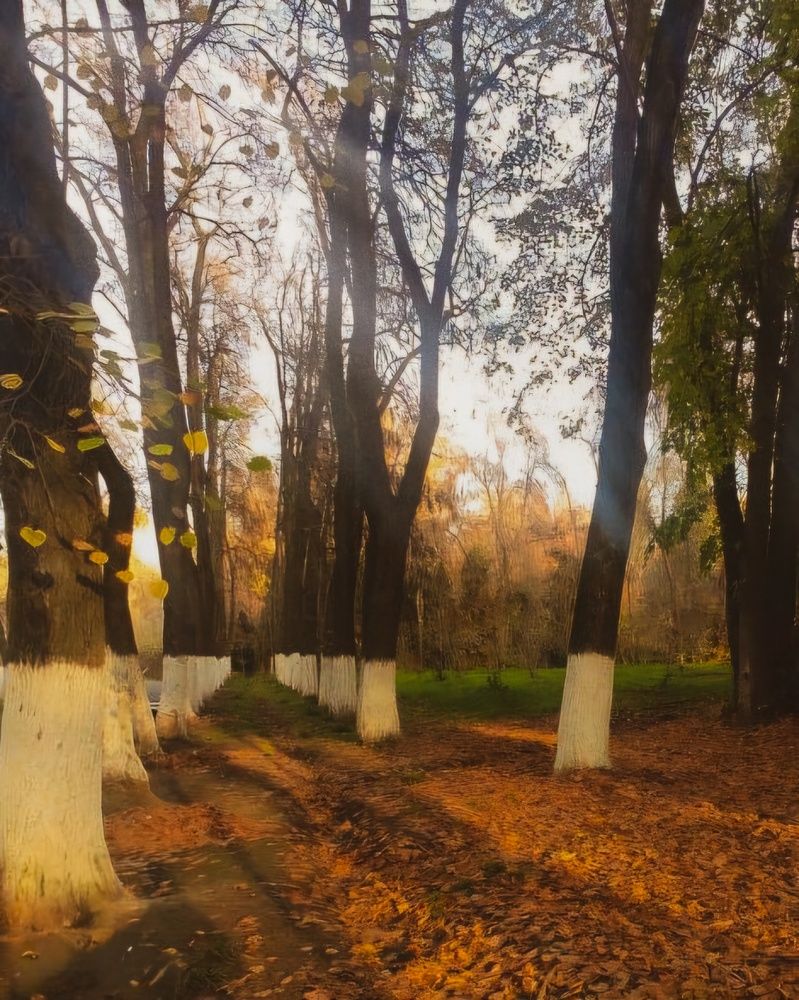 Фотография автора Elena Safarova