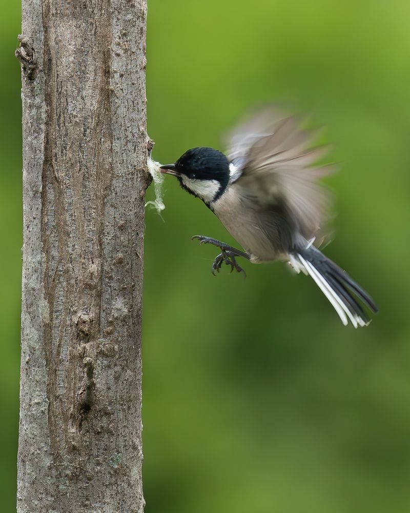 Strike With Perfction