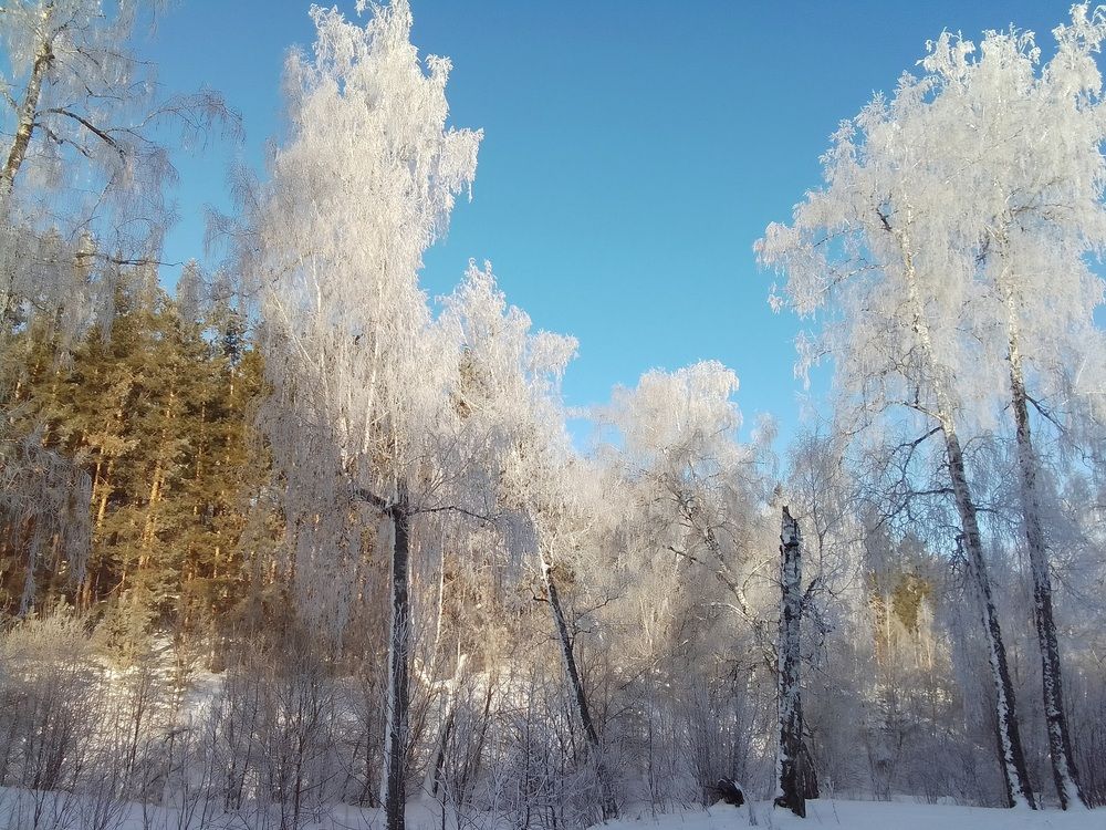 Зима в старом лесу.