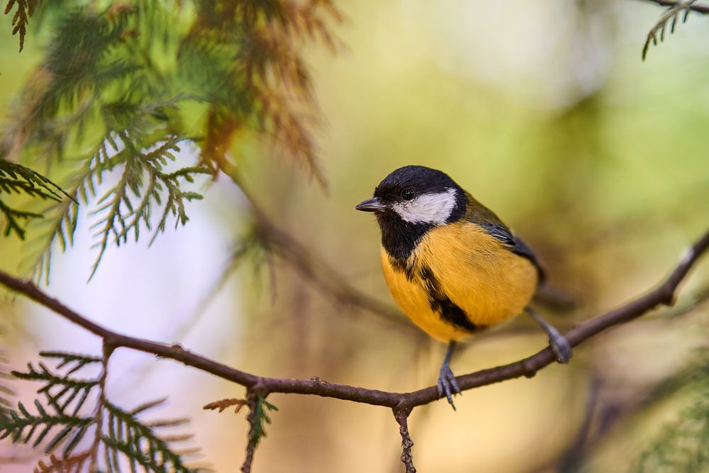 Photograph by Игорь Кад