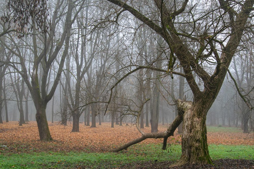Утренний призрак парка