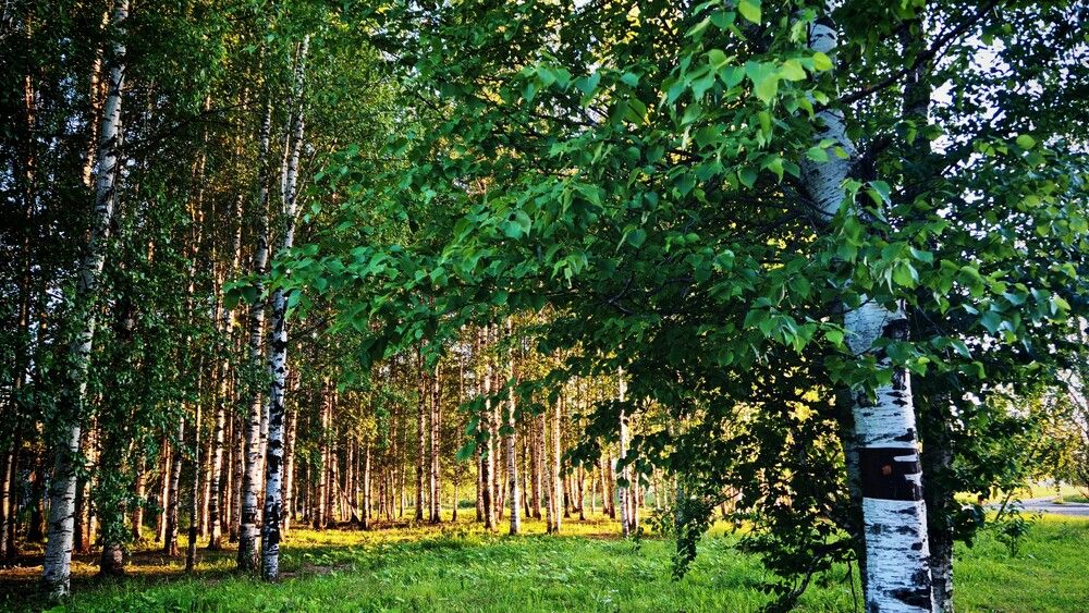 Photograph by Анастасия