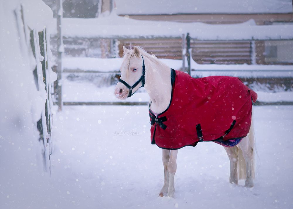 Photograph by Алена Сидорова