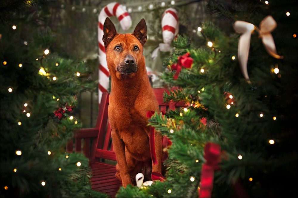 Фотография автора Sofiia Lapta