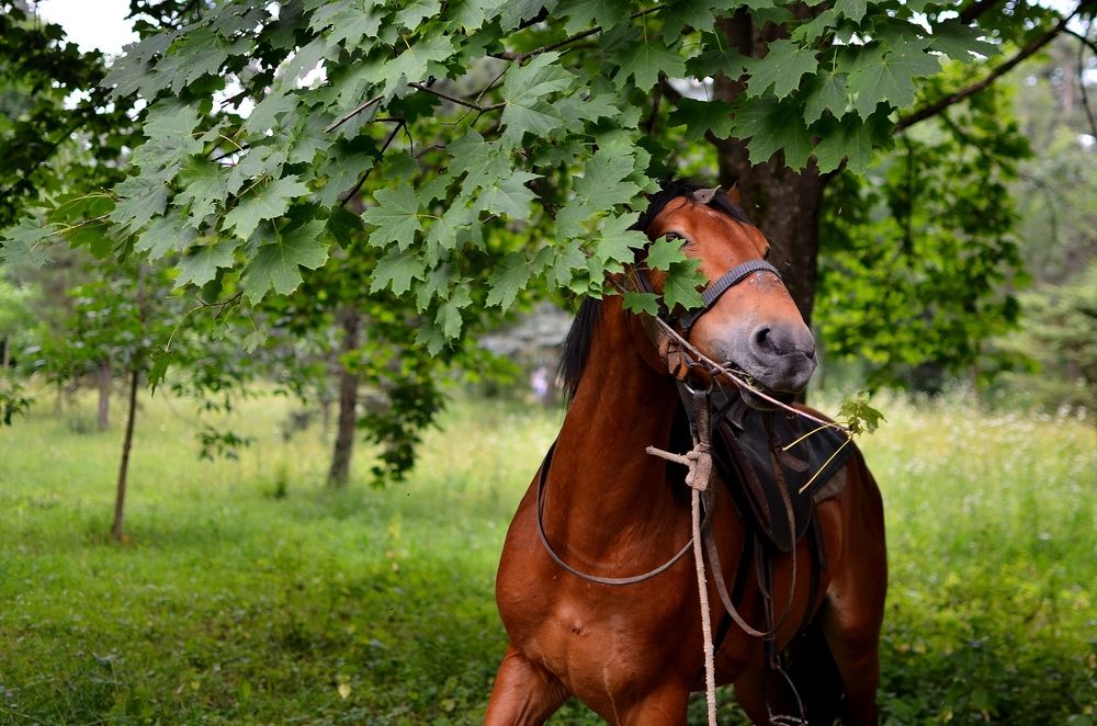 Фотография автора Андрей Фоминых